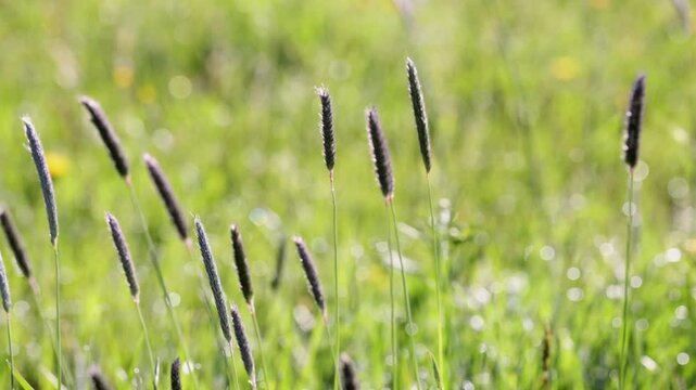 Meadow foxtail swaying in the wind on the meadow, Alopecurus pratensis