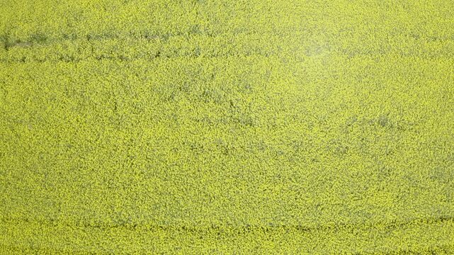 Aerial view of a rape field in bloom in spring, Flachgau, Salzburg province, Austria