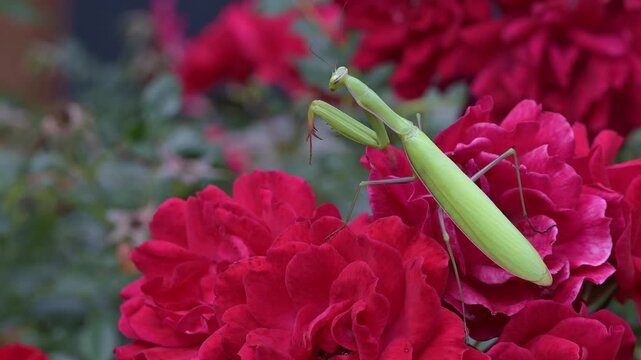 Praying mantis (Mantis religiosa), sitting on a rose blossom, Limbach, Austria