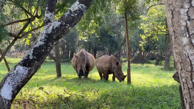 Two Southern white rhinoceros (Ceratotherium simum simum) grazing between trees, mother and young, Ziwa Rhino Sanctuary, Uganda