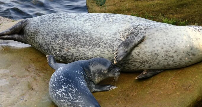 Harbor seal, (phoca vitulina), Baby seal suckles its mother, Forillon national park, Province of Quebec, Canada, North America