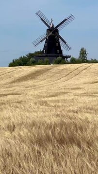 Wind in barley field in front of an old windmill type Dutchman in &Ouml;vraby, Tomelilla municipality, Scania, Sweden, Scandinavia