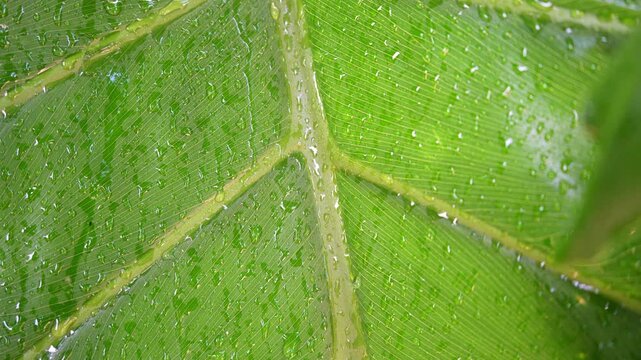 Rain water dripping down a vibrant green leaf texture. Static abstract background clip with clean, fresh and environmental theme