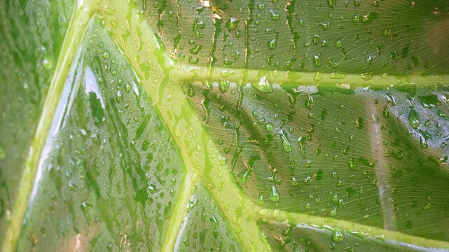 Raindrops running down a green tropical leaf background. Minimalistic nature stock clip with sudden water splashing and smooth movement