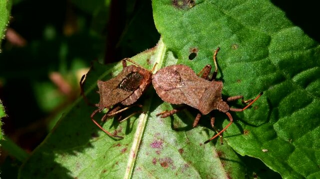 Dock Leaf Bug, Dock Bug (Coreus marginatus), courtship and copulation time