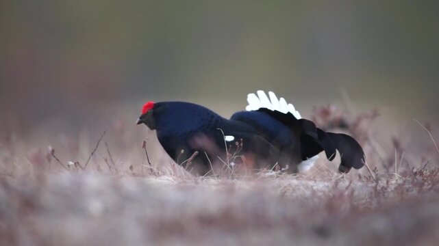 Video Black Grouse (Tetrao tetrix), male, courtship, Finland