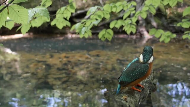 Common kingfisher (Alcedo atthis) female bathing in the water of the dead arm of a river, North Rhine-Westphalia, Germany
