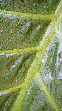 Close up of rain water droplets dripping and running down a vibrant green tropical leaf. Perfect for nature and wellness concepts