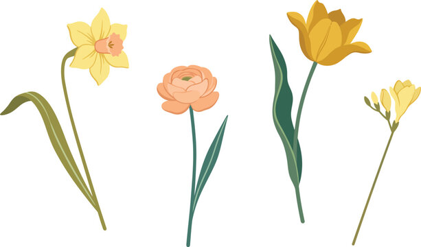 Set of Yellow Daffodil Ranunculus Tulip Freesia Flowers with Green Stems Botanical Illustration