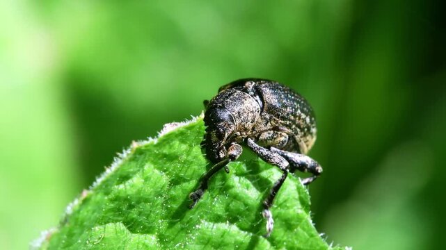 Pea Weevil (Bruchus pisorum), Devon, England, United Kingdom