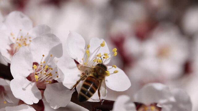 Apricot tree, apricot blossom, blossoming apricot branch with honey bee, apricot (Prunus armeniaca), Austria
