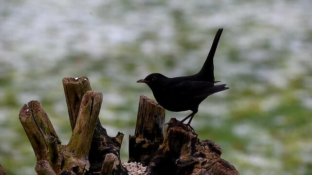 Blackbird, (Turdus merula) Great tit, (Parus major) and wood thrush, (Turdus pilaris) eating peanuts, bird feeder in winter, Schleswig-Holstein, Germany