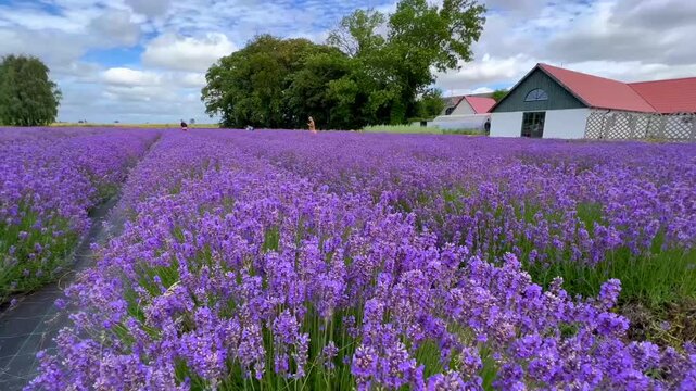 Lavender (Lavandula) field in K&ouml;pingebro, Ystad community, Scania, Sweden, Scandinavia