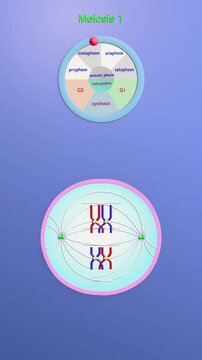Meiosis animation : stages of cell cycle