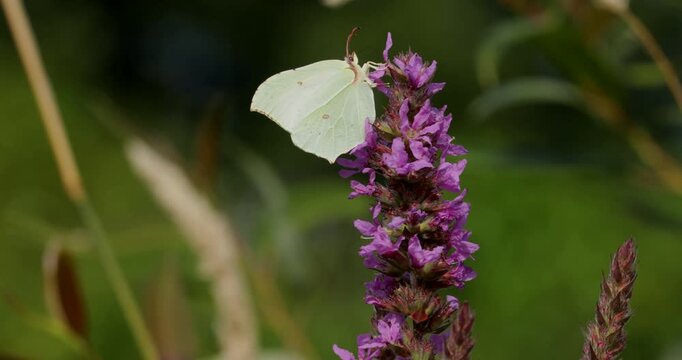 Butterfly, brimstone (Gonepteryx rhamni), purple loosestrife (Lythrum salicaria), bank of the river Luhe, Garstedt, Lower Saxony, Germany