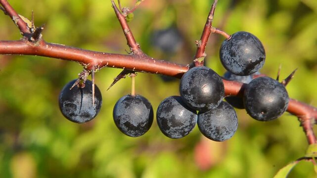 Lackthorn (Prunus spinosa), branch with fruit in Ystad, Sk&aring;ne County, Sweden, Scandinavia