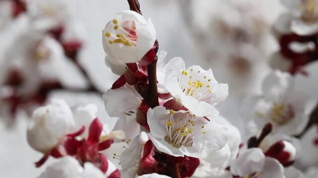 Apricot tree, apricot blossom, blossoming apricot branch, apricot (Prunus armeniaca), Austria