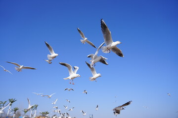 Fototapeta premium A Flock of Gulls Soaring in the Sunlight