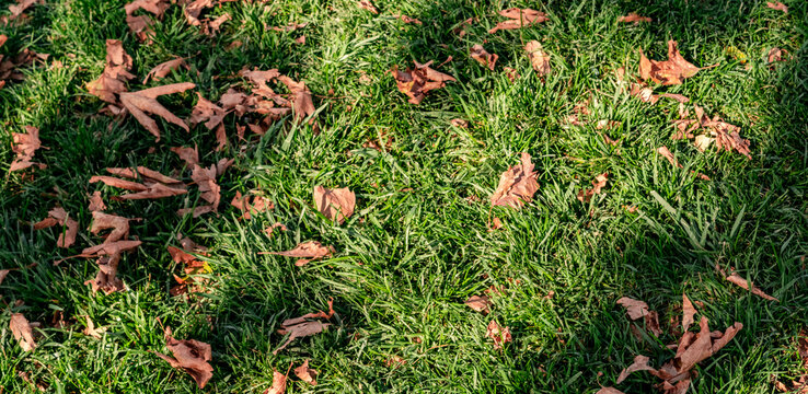 Brown autumn leaves scattered on a lush green lawn. This natural texture image is perfect for autumn-themed backgrounds, environmental concepts, and seasonal marketing materials.