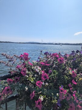 pink flowers on the beach