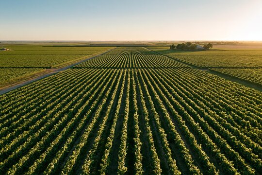 Vineyard rows stretch across agricultural farmland. Green grapevines are meticulously planted in neat, orderly lines. This scene represents large-scale agriculture and crop production