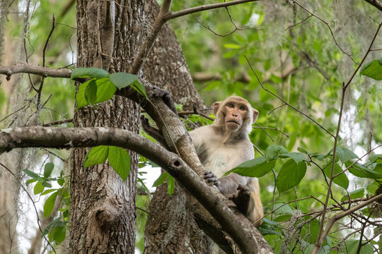 Silver Springs Monkey: strongest immediate candidate