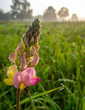 Pink wildflower with dew covered petals in sunlit meadow
