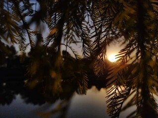 Dawn hidden behind the willow tree © thai