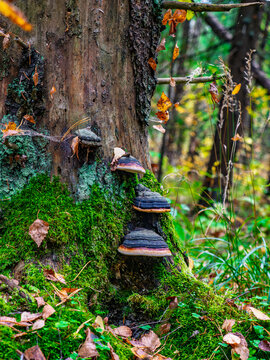 Group of Fomes fomentarius bracket fungi growing on an old tree trunk in an autumn forest