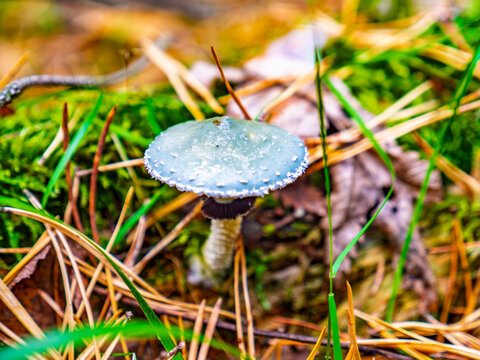 Stropharia aeruginosa, commonly known as the Blue Roundhead mushroom growing in the forest floor