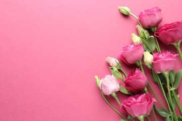 Fototapeta premium Beautiful eustoma flowers on pink background, flat lay. Space for text