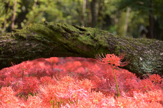 Field of red spider lilies (Lycoris radiata) blooming under a mossy fallen tree in autumn