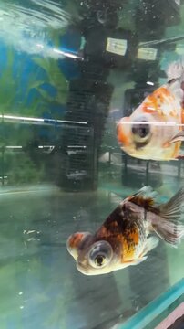 Close-up of a colorful calico goldfish swimming toward the camera in a freshwater aquarium, displaying orange, black and white markings and prominent eyes.