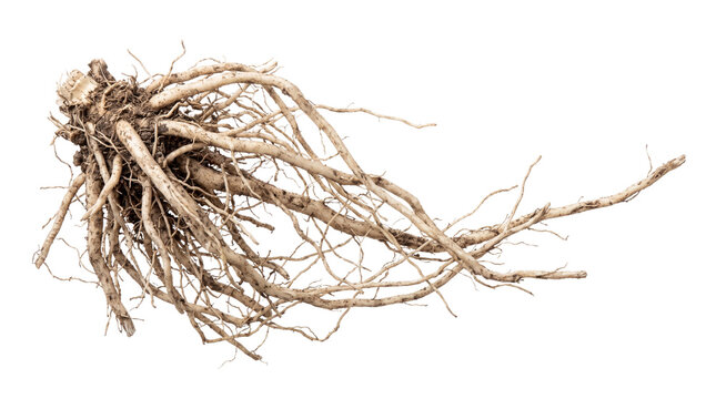 Raw plant root system, organic fibrous herbal roots, natural botanical root structure for medicine and gardening isolated PNG with Transparent Background