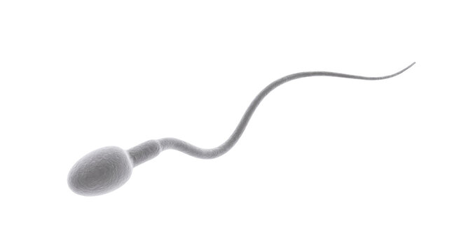 Human sperm cell swimming, microscopic spermatozoon visual, gray medical fertility concept, microscopic biological reproduction element isolated PNG with Transparent Background