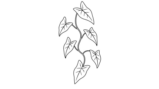 Thin line art illustration of a trailing arrowhead vine with six heart shaped leaves showing pointed lobes and central veins arranged vertically for graceful climbing habit display