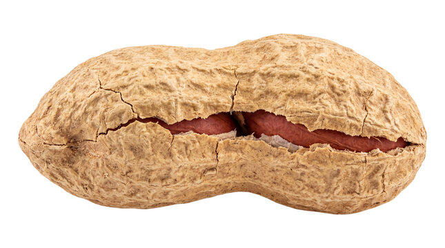 Cracked peanut in shell showing kernels, raw organic groundnut pod, healthy natural snack ingredient, roasted whole peanut legume isolated PNG with Transparent Background