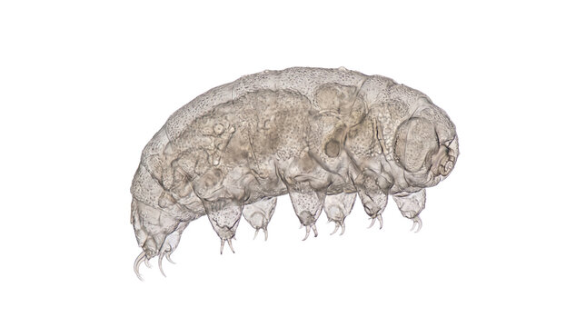 Microscopic tardigrade water bear specimen, translucent water bear microorganism, extremophile biology organism for science education isolated PNG with Transparent Background