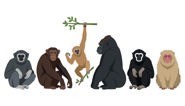 Cute wild monkey and ape vector character collection featuring chimpanzee gorilla orangutan gibbon macaque species in flat design style