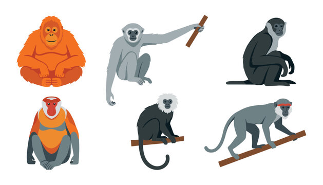 Different wild monkey and ape species vector illustration set with orangutan gibbon macaque and langur isolated on white background