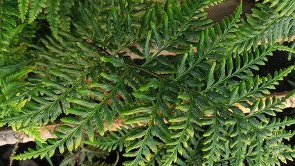 The green fronds of the fern look fresh and help purify the air  they also make a great background. © NUR HADI