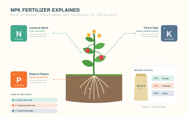 Fototapeta premium NPK fertilizer explained infographic showing what nitrogen, phosphorus and potassium do for leaves, roots and fruit