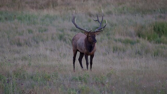 Large bull elk standing and look majestic