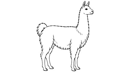 Obraz premium Line art illustration of a shaggy llama standing in right-facing side profile with upright ears, long neck, fluffy tail and slender legs rendered in thin black outlines with textured fur detailing