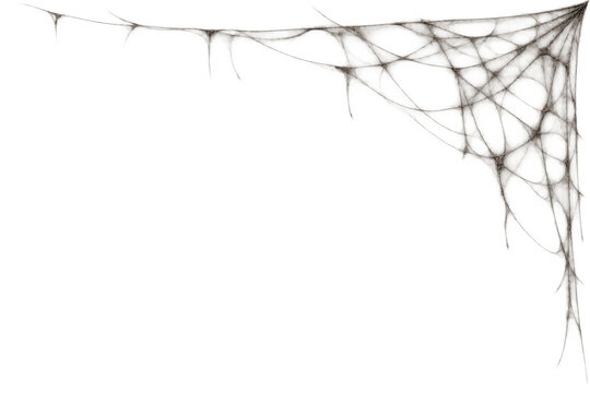Realistic spider web top right corner overlay on transparent background