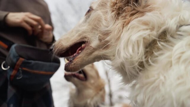 Two dogs with light colored fur interact closely while person in outdoor winter setting pets one of animals. scene features close up details of dog expressions and human hand movements set