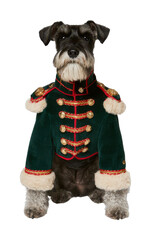 Obraz premium PNG Schnauzer dog wearing festive green military-style winter coat