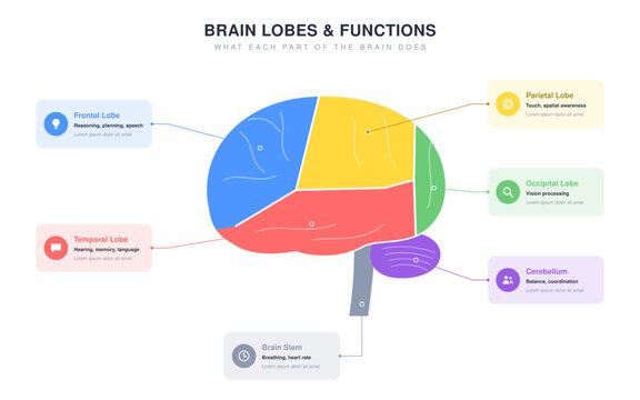Brain lobes and functions infographic with frontal, parietal, occipital, temporal lobes, cerebellum and brain stem, colorful vector