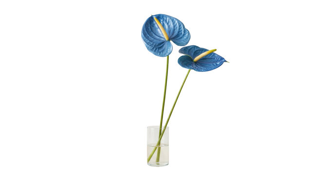 Two striking blue anthurium flowers in a clear glass vase on png background