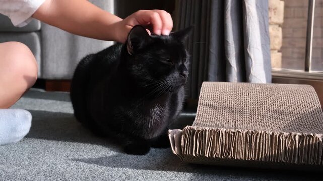 A child's hand reaches out to affectionately stroke a relaxed black cat lying beside a cardboard scratching post, bathed in warm sunlight through a home window. Childhood bonding with a family pet